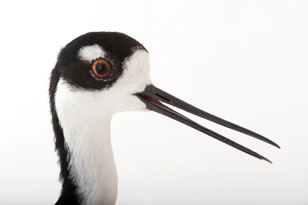 Joel Sartore: A Black-Necked Stilt At The Miller Park Zoo by Joel Sartore