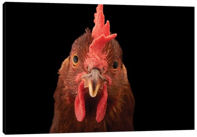A New Hampshire Red Hen Named 'Penny' Canvas Art Print - Chicken & Rooster Art