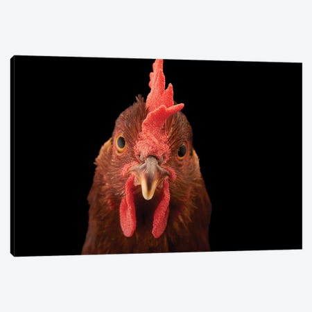 A New Hampshire Red Hen Named 'Penny' Canvas Print #SRR140} by Joel Sartore Canvas Art Print