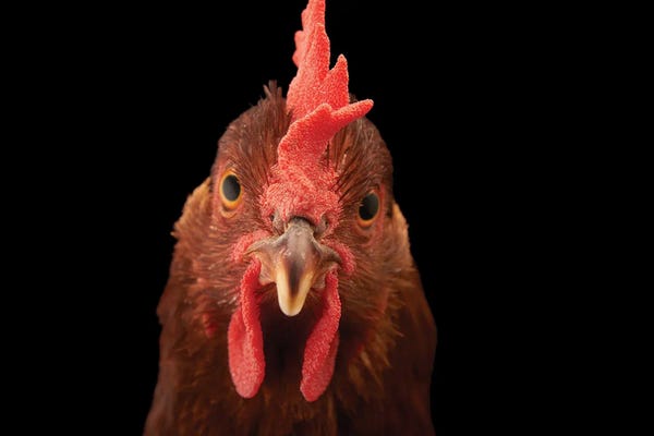 Chickens & Roosters: A New Hampshire Red Hen Named 'Penny' by Joel Sartore