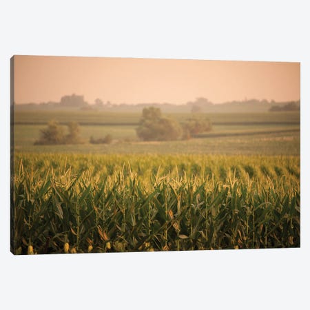 A Non-Irrigated Field Of Corn Near Bennet, Nebraska Canvas Print #SRR141} by Joel Sartore Canvas Print