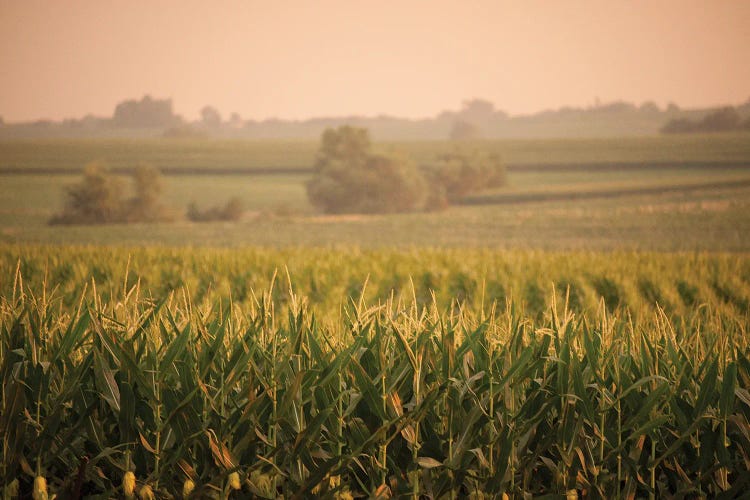 A Non-Irrigated Field Of Corn Near Bennet, Nebraska