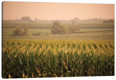 A Non-Irrigated Field Of Corn Near Bennet, Nebraska Canvas Art Print - Corn Art