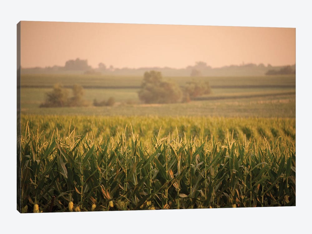 A Non-Irrigated Field Of Corn Near Bennet, Nebraska by Joel Sartore 1-piece Canvas Art