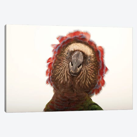 A Northern Red Fan Parrot At The Houston Zoo Canvas Print #SRR142} by Joel Sartore Canvas Print