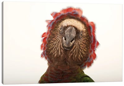 A Northern Red Fan Parrot At The Houston Zoo Canvas Art Print - Joel Sartore