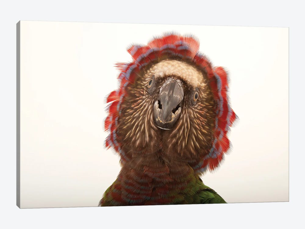 A Northern Red Fan Parrot At The Houston Zoo by Joel Sartore 1-piece Art Print
