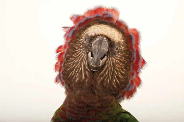 Parrots: A Northern Red Fan Parrot At The Houston Zoo by Joel Sartore