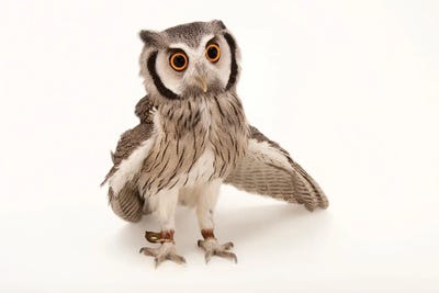 A Northern White-Faced Owls At The Cincinnati Zoo by Joel Sartore art print