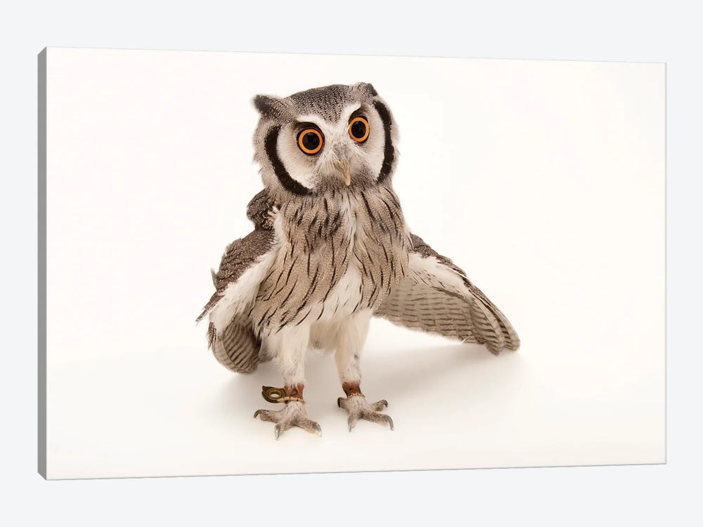 A Northern White-Faced Owls At The Cincinnati Zoo by Joel Sartore 1-piece Canvas Wall Art