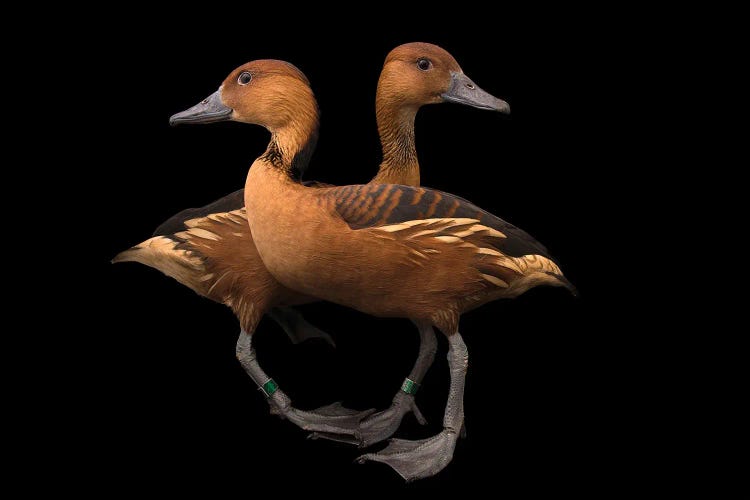 A Pair Of Fulvous Whistling Ducks At The Living Desert Zoo And Gardens In Palm Desert, California