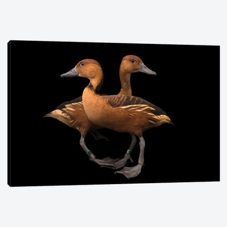 A Pair Of Fulvous Whistling Ducks At The Living Desert Zoo And Gardens In Palm Desert, California Canvas Print #SRR144} by Joel Sartore Canvas Artwork