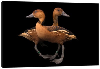 A Pair Of Fulvous Whistling Ducks At The Living Desert Zoo And Gardens In Palm Desert, California Canvas Art Print - Joel Sartore