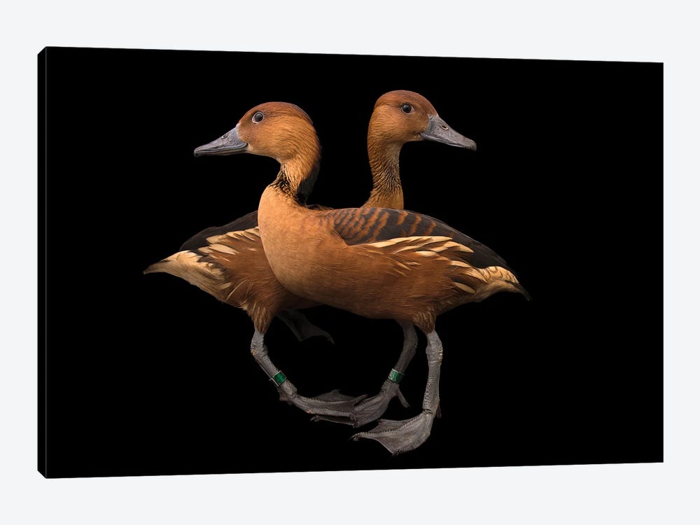 A Pair Of Fulvous Whistling Ducks At The Living Desert Zoo And Gardens In Palm Desert, California by Joel Sartore 1-piece Canvas Print