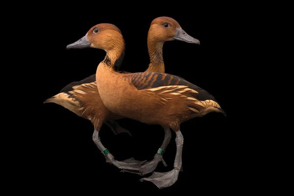 Ducks: A Pair Of Fulvous Whistling Ducks At The Living Desert Zoo And Gardens In Palm Desert, California by Joel Sartore