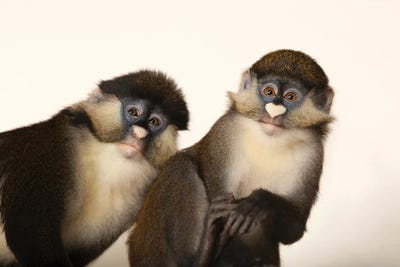 A Pair Of Schmidt's Red-Tailed Guenons At The Houston Zoo by Joel Sartore art print