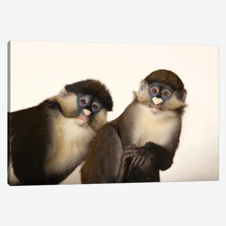 A Pair Of Schmidt's Red-Tailed Guenons At The Houston Zoo Canvas Print #SRR146} by Joel Sartore Canvas Artwork