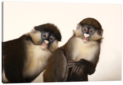 A Pair Of Schmidt's Red-Tailed Guenons At The Houston Zoo Canvas Art Print - Joel Sartore