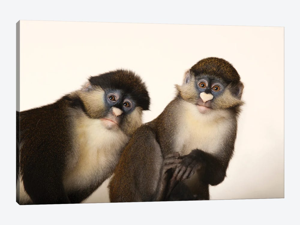A Pair Of Schmidt's Red-Tailed Guenons At The Houston Zoo by Joel Sartore 1-piece Art Print