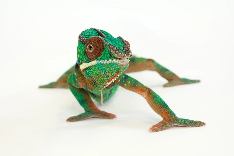 A Panther Chameleon At Lincoln Children‚Äôs Zoo