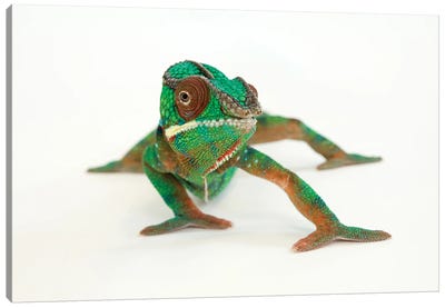 A Panther Chameleon At Lincoln Children‚Äôs Zoo Canvas Art Print - Chameleon Art