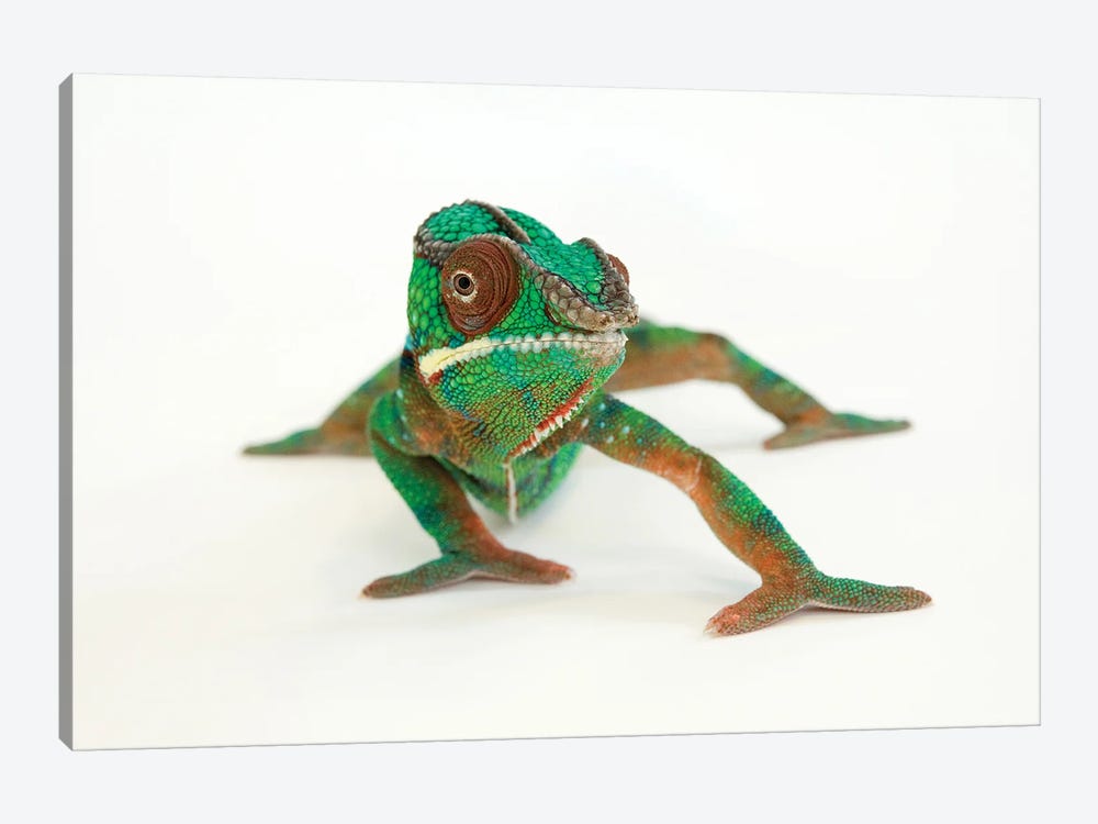 A Panther Chameleon At Lincoln Children‚Äôs Zoo by Joel Sartore 1-piece Canvas Wall Art