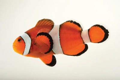 A Peacock Clownfish At The Miller Park Zoo In Bloomington, Il by Joel Sartore metal wall art