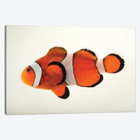A Peacock Clownfish At The Miller Park Zoo In Bloomington, Il Canvas Print #SRR148} by Joel Sartore Canvas Art Print