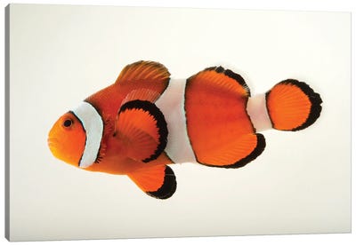 A Peacock Clownfish At The Miller Park Zoo In Bloomington, Il Canvas Art Print