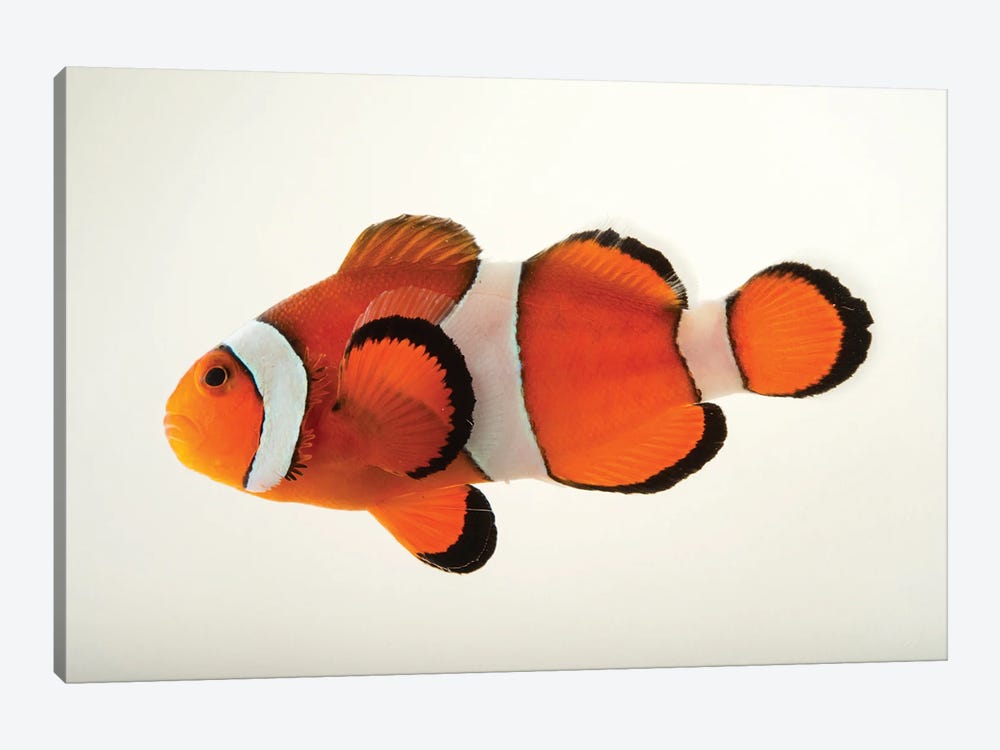 A Peacock Clownfish At The Miller Park Zoo In Bloomington, Il by Joel Sartore 1-piece Art Print