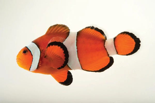 Joel Sartore: A Peacock Clownfish At The Miller Park Zoo In Bloomington, Il by Joel Sartore