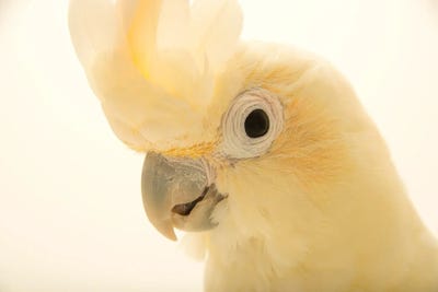 A Philippine Cockatoo From Le Parc Des Oiseaux In Villars Les Dombes, France by Joel Sartore framed wall art