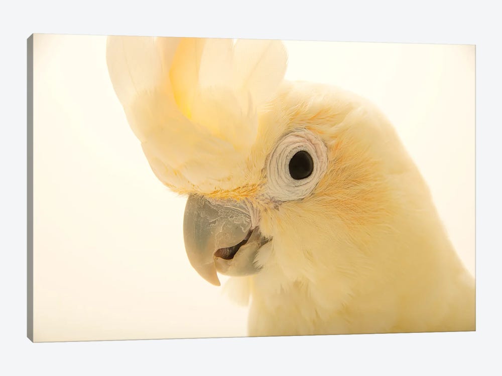 A Philippine Cockatoo From Le Parc Des Oiseaux In Villars Les Dombes, France by Joel Sartore 1-piece Canvas Wall Art