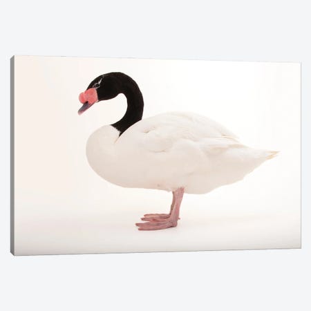 A Black-Necked Swan At Omaha's Henry Doorly Zoo And Aquarium Canvas Print #SRR14} by Joel Sartore Canvas Print