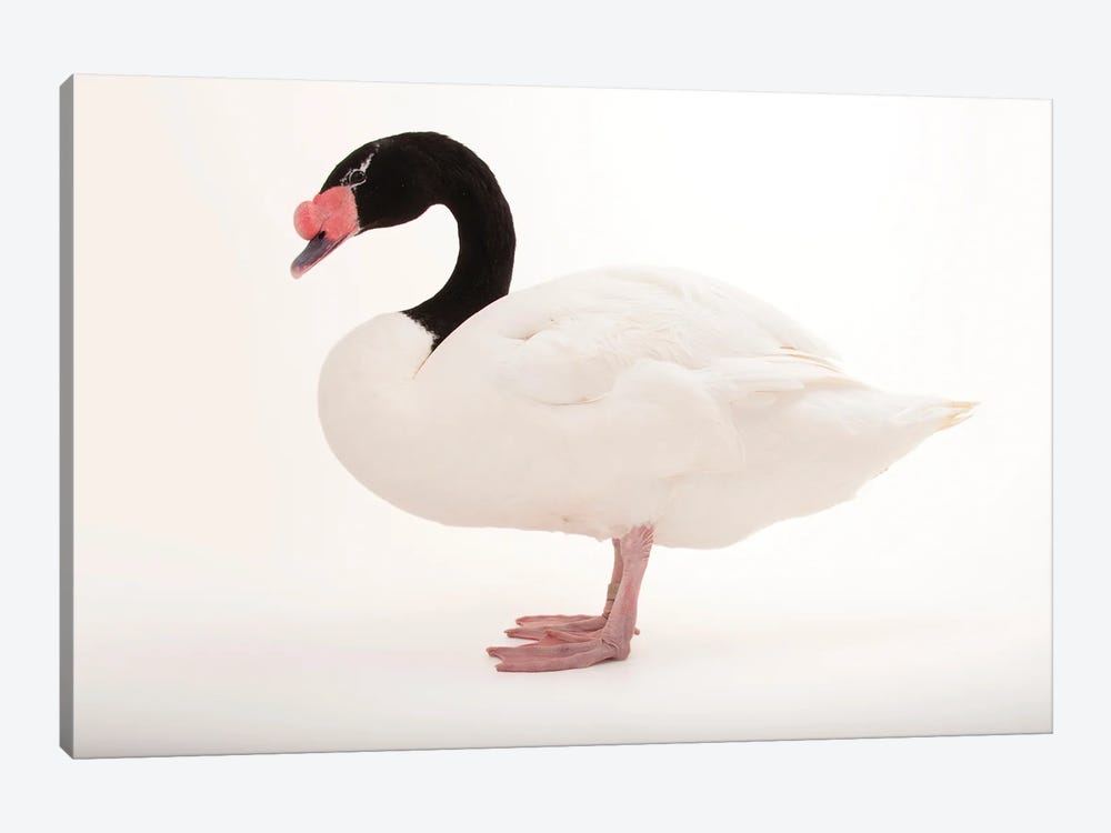 A Black-Necked Swan At Omaha's Henry Doorly Zoo And Aquarium by Joel Sartore 1-piece Canvas Print