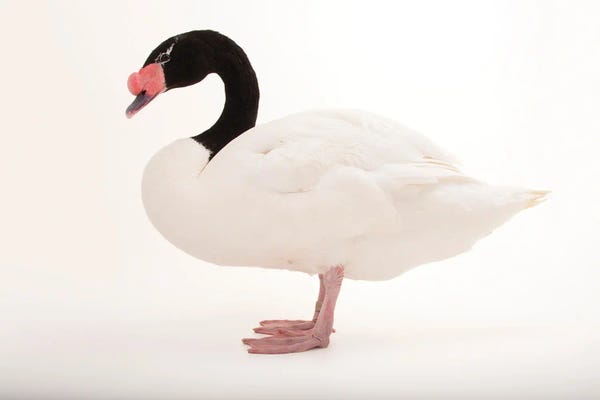 Joel Sartore: A Black-Necked Swan At Omaha's Henry Doorly Zoo And Aquarium by Joel Sartore