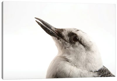 A Pigeon Guillemot At The Cincinnati Zoo Canvas Art Print - Joel Sartore