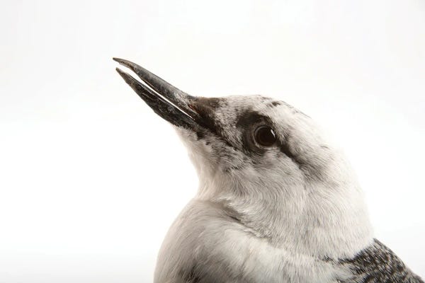 Joel Sartore: A Pigeon Guillemot At The Cincinnati Zoo by Joel Sartore