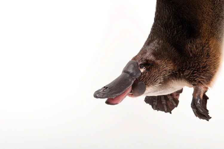 A Platypus At The Healesville Wildlife Sanctuary by Joel Sartore wall art