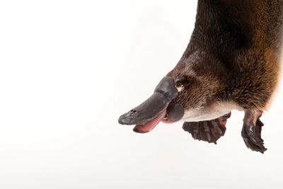 Platypuses