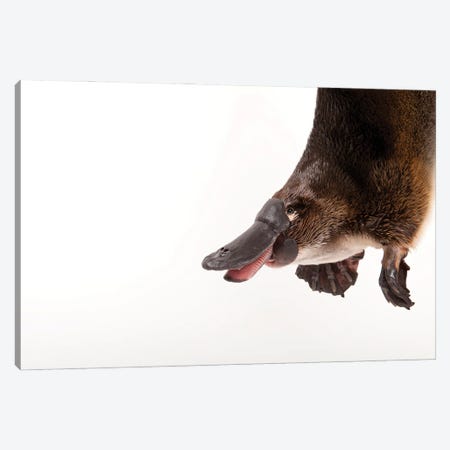 A Platypus At The Healesville Wildlife Sanctuary Canvas Print #SRR151} by Joel Sartore Canvas Wall Art