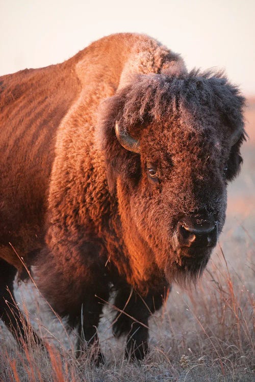 A Portrait Of A Bison I On A Ranch Near Valentine, Nebraska