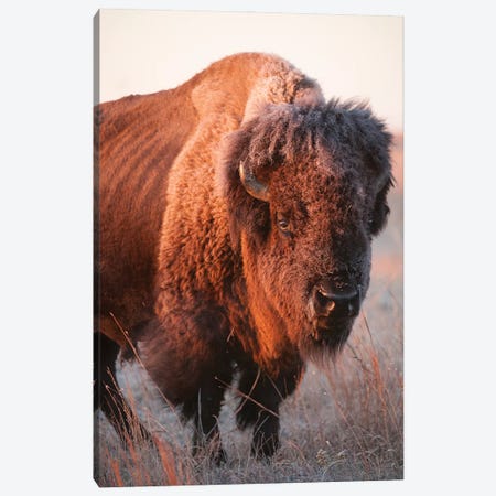 A Portrait Of A Bison On A Ranch Near Valentine, Nebraska I Canvas Print #SRR153} by Joel Sartore Canvas Wall Art