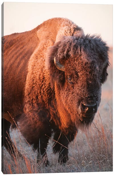 A Portrait Of A Bison On A Ranch Near Valentine, Nebraska I Canvas Art Print - Joel Sartore