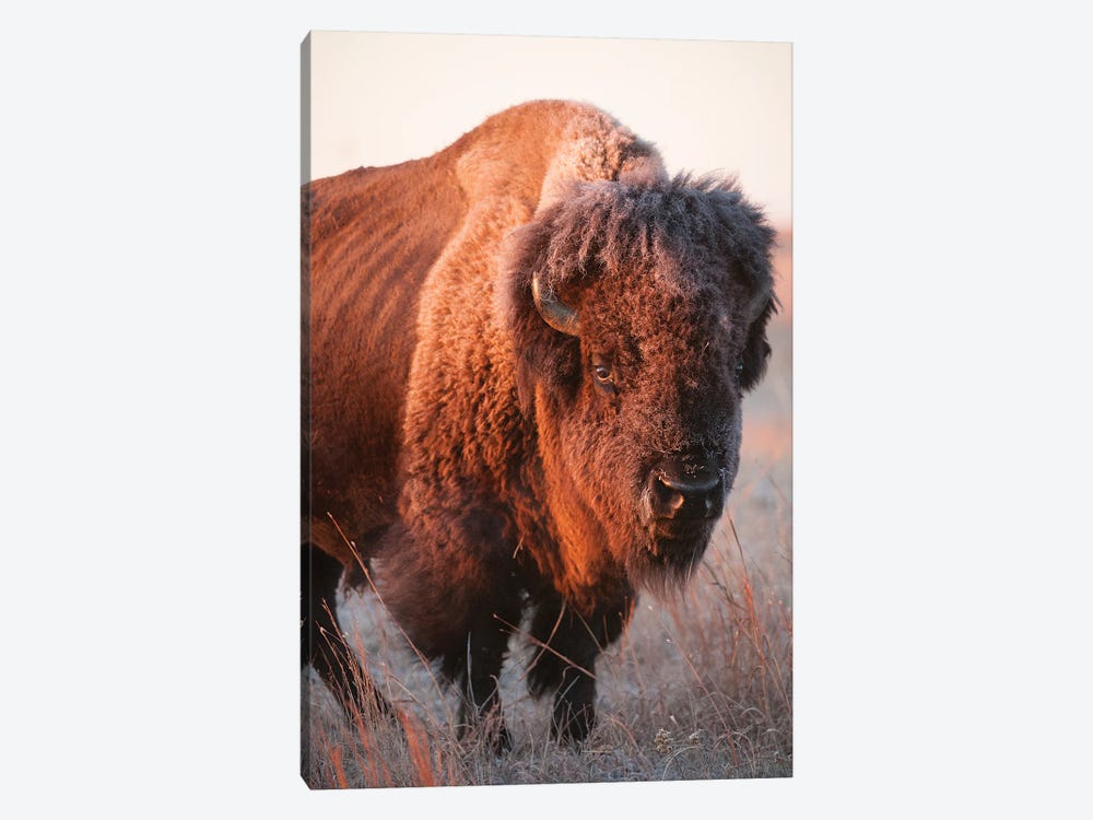 A Portrait Of A Bison On A Ranch Near Valentine, Nebraska I by Joel Sartore 1-piece Canvas Art Print