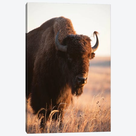 A Portrait Of A Bison On A Ranch Near Valentine, Nebraska II Canvas Print #SRR154} by Joel Sartore Art Print