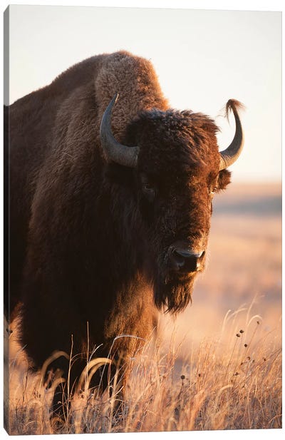 A Portrait Of A Bison On A Ranch Near Valentine, Nebraska II Canvas Art Print - Joel Sartore