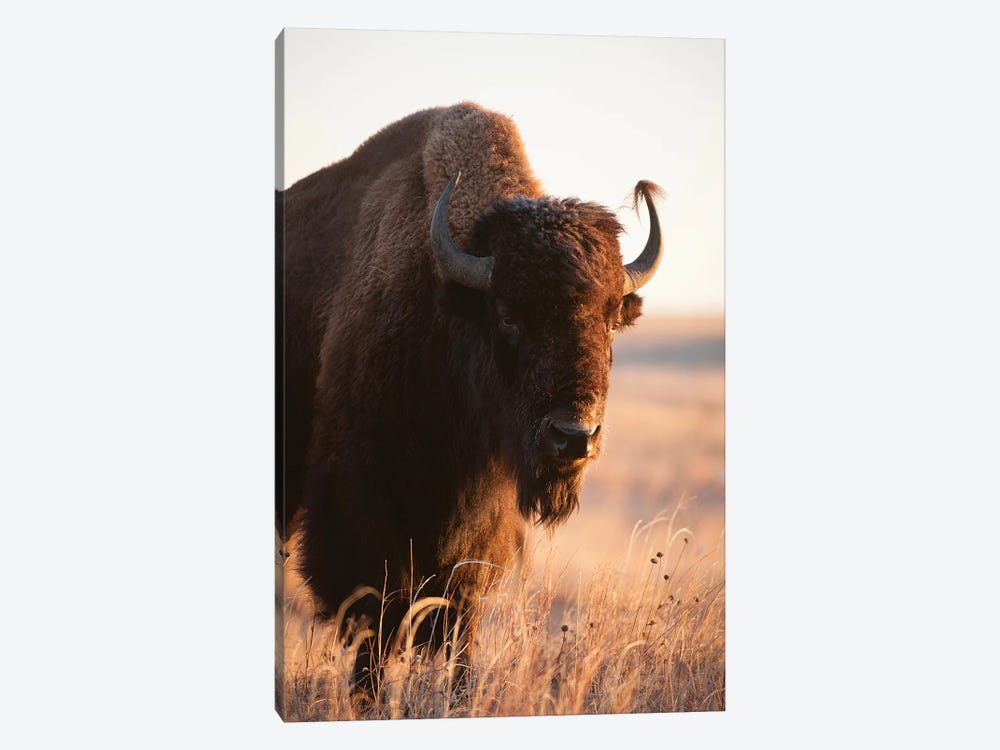 A Portrait Of A Bison On A Ranch Near Valentine, Nebraska II by Joel Sartore 1-piece Canvas Artwork
