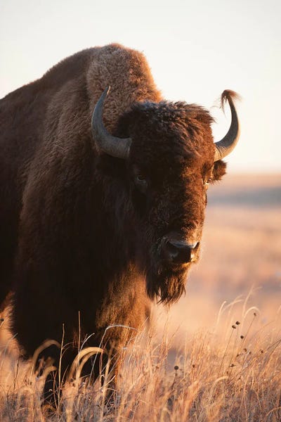 Bison & Buffaloes: A Portrait Of A Bison II On A Ranch Near Valentine, Nebraska by Joel Sartore