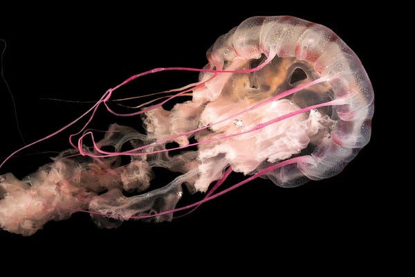 Jellyfish: A Purple-Striped Jelly At Aquarium Of The Pacific In Long Beach, California by Joel Sartore